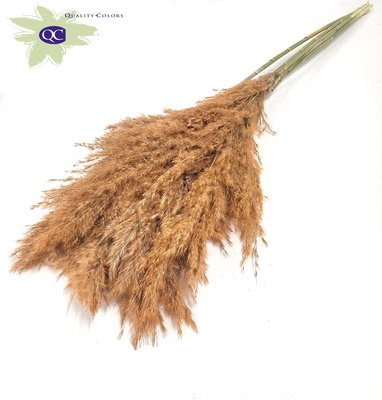 <h4>Pampas grass lenght 100cm 5 stem per bunch frosted</h4>