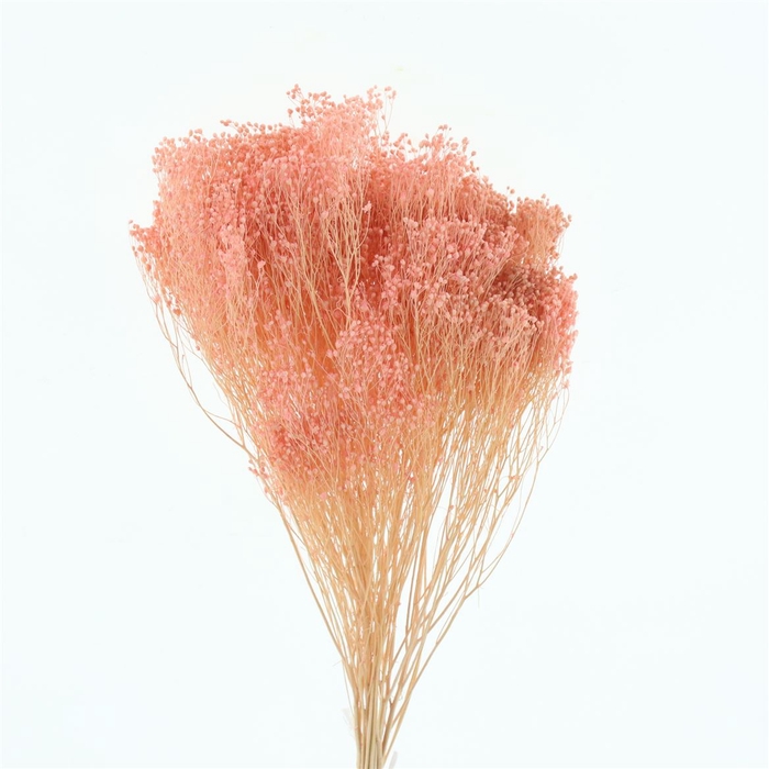 <h4>Dried Broom Bloom Light Pink</h4>