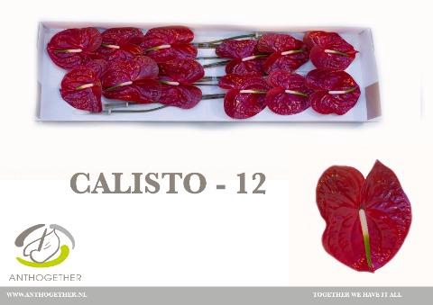 <h4>Anthurium calisto</h4>