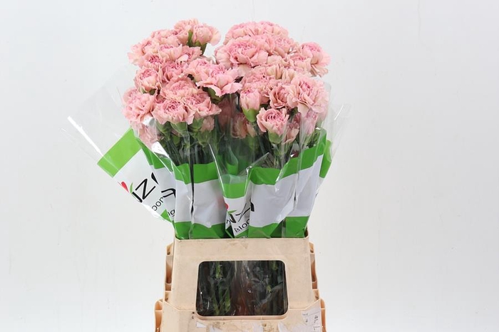<h4>Di St Creola 60cm</h4>