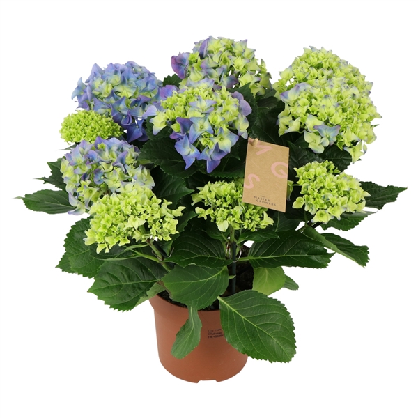 <h4>Hydrangea blue 9/10 flowers</h4>