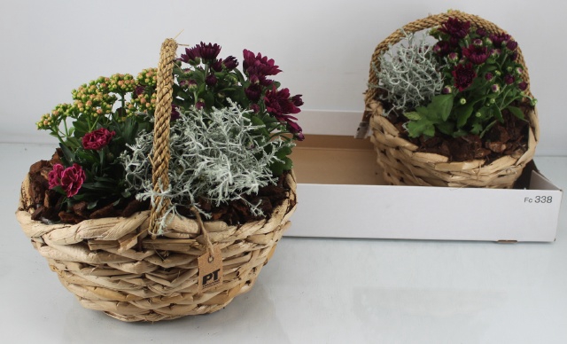 <h4>Arr Tuinplanten</h4>