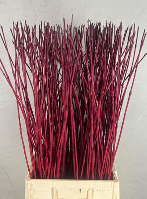 <h4>Cornus Alba Sibirica Rood</h4>