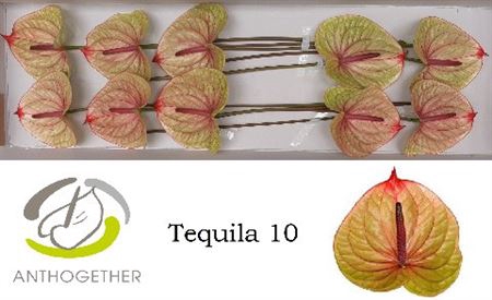 <h4>Anth A Tequila 10</h4>