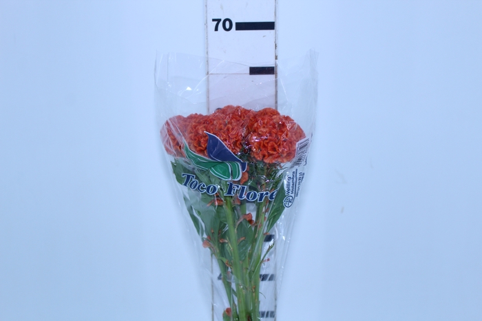 <h4>CELOSIA PERSIMMON CHIEF 060 CM LARANJA</h4>