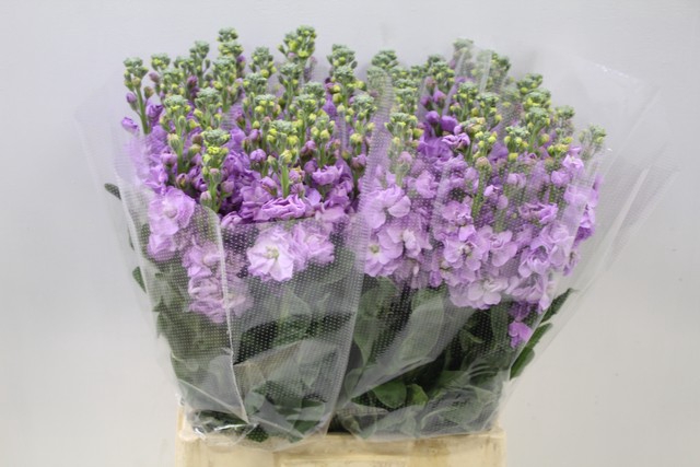 <h4>Matthiola phantom lavender</h4>