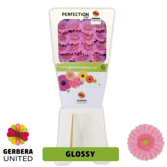 <h4>Gerbera diamond glossy</h4>
