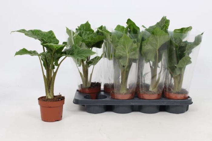 <h4>Alocasia overig</h4>