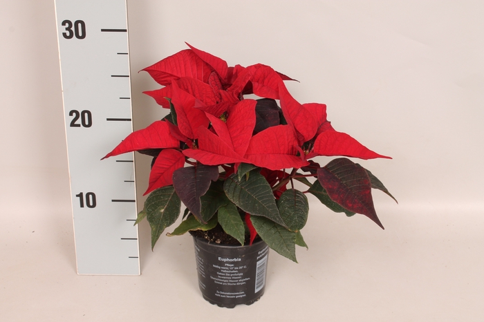 <h4>Poinsettia 10,5 cm Christmas Feelings® Merlot (Donker Rood)</h4>
