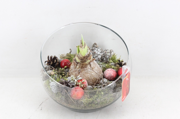 <h4>arr4 Amaryllis MB324 - Halve maan</h4>