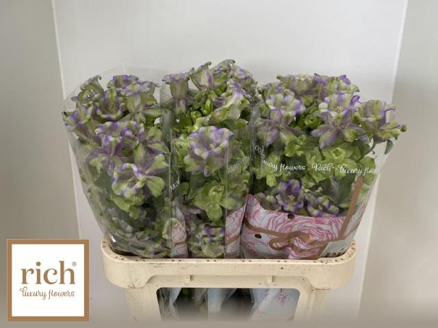 <h4>Campanula medium evergreen blue</h4>