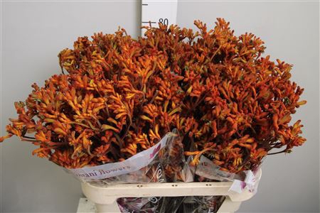 <h4>Anigoz Dark Orange (x20)</h4>
