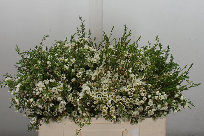 <h4>Chame Crystal Pearl 50cm</h4>