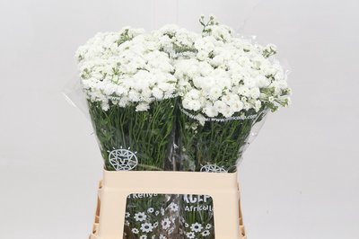 <h4>Achillea magical inspiration</h4>