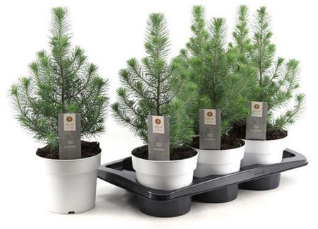 <h4>Pinus Silver Crest</h4>