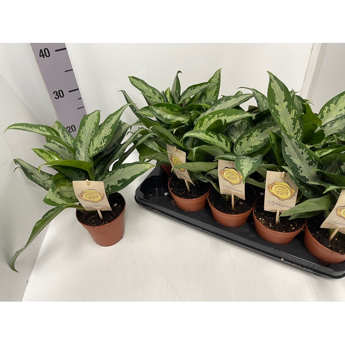 <h4>Aglaonema Jubilee Compacta 12Ø 35cm 2pp</h4>