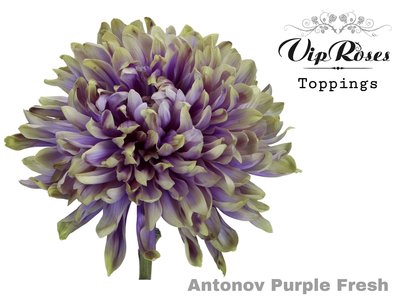 <h4>Chrys bl paint antonov purple fresh</h4>
