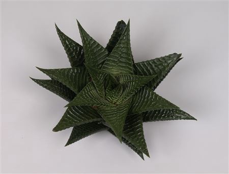 <h4>Haworthia limifolia cutflower</h4>