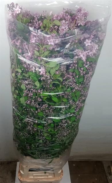 <h4>Deutzia mont rose</h4>