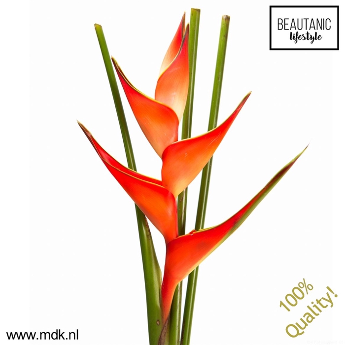 <h4>Heliconia stricta tropical</h4>