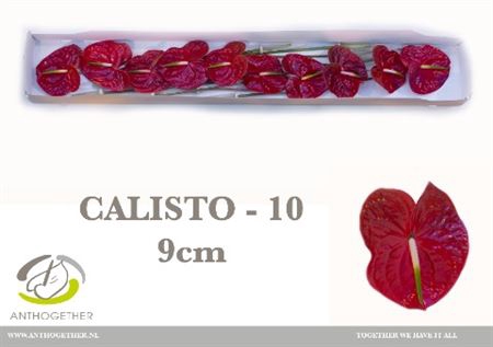<h4>Anth A Calisto 10 Small Pack</h4>