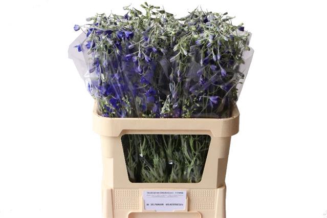 <h4>Delphinium si bel volkerfrieden</h4>
