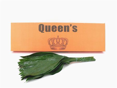 <h4>ASPIDISTRA 70 QUEENS</h4>