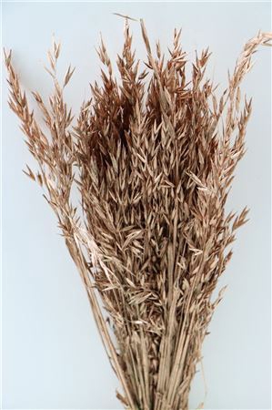 <h4>Dried Avena Copper Bunch</h4>