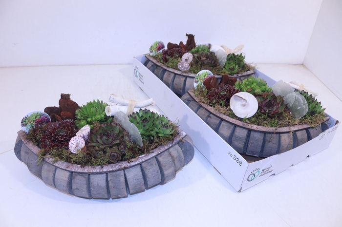 <h4>Arrangementen Sempervivum</h4>