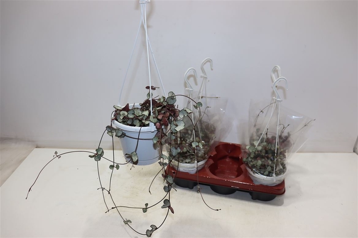 <h4>Ceropegia Woodii Sup</h4>