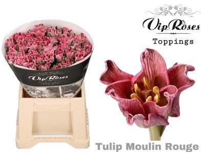 <h4>Tulipa si paint moulin rouge</h4>