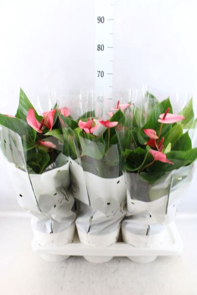 <h4>Anthurium andr. 'Mystique'</h4>