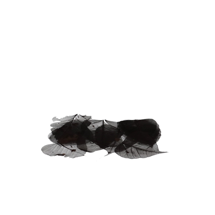 <h4>Droogdeco Skeletonleaf x200</h4>