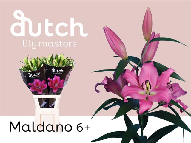<h4>Lilium or maldano</h4>