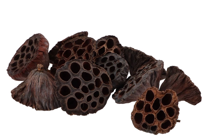 <h4>Nature lotus assorted natural set of 150</h4>