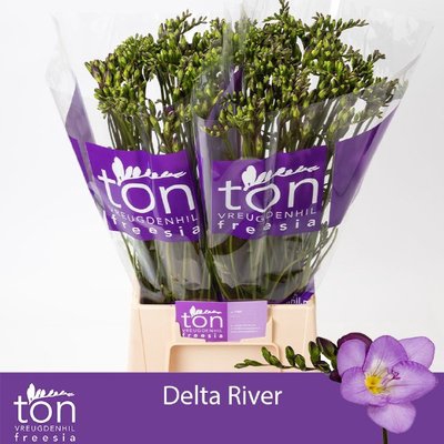 <h4>Freesia si delta river</h4>
