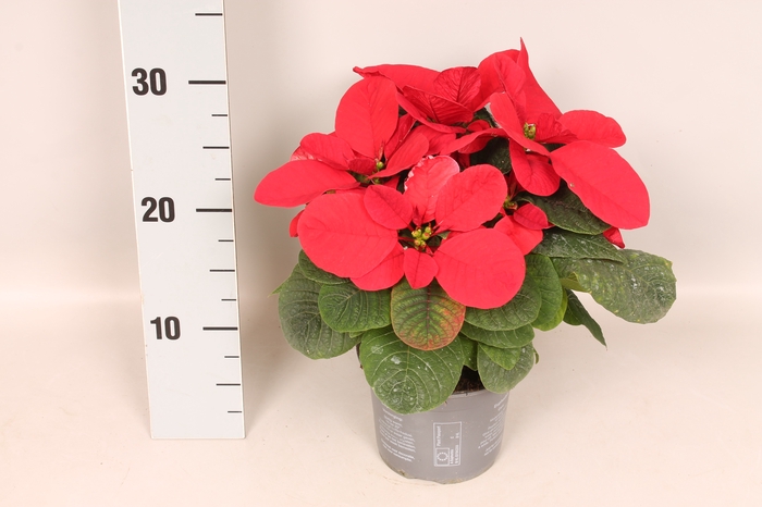 <h4>Poinsettia 13 cm Mouse Red</h4>