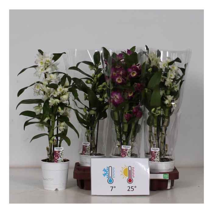 <h4>Dendrobium nobile mix 12Ø 50cm 3st 18fl</h4>