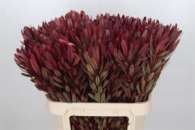 <h4>Leucadendron jester</h4>