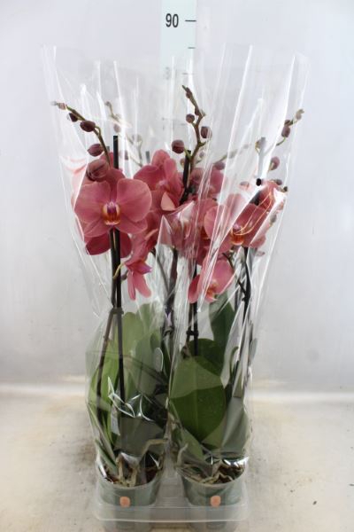 <h4>Phalaenopsis   ...rose</h4>