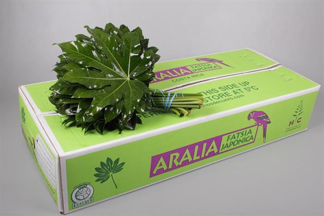 <h4>Leaf aralia per bunch (fatsia japonica)</h4>
