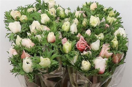 <h4>Anemone White</h4>