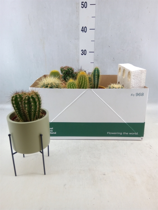 <h4>Cactus ...</h4>