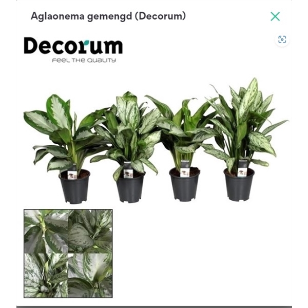 <h4>Aglaonema gemengd (Decorum)</h4>