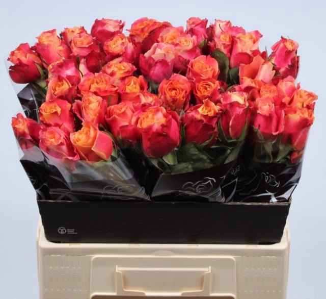 <h4>Rosa la 3D</h4>