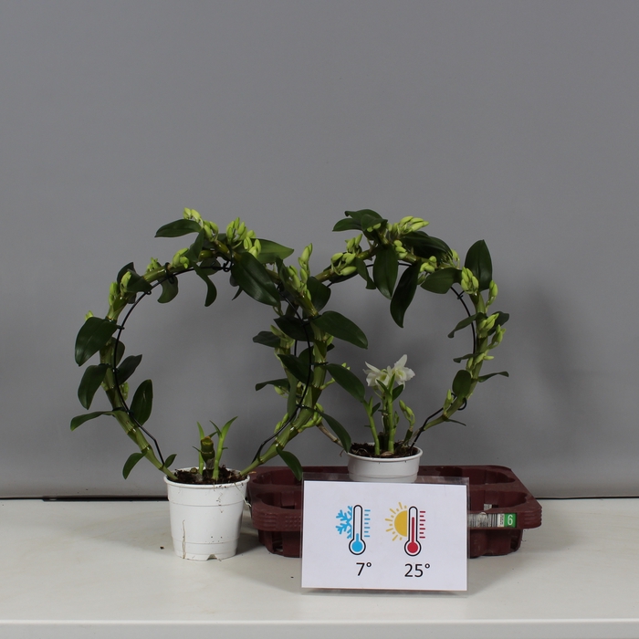<h4>DENDR N SC APOLLON</h4>