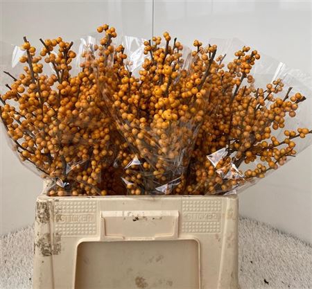 <h4>Ilex Ve Gold Verboom</h4>