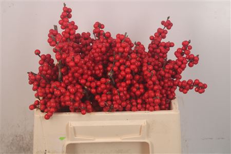 <h4>Ilex magical crimson</h4>