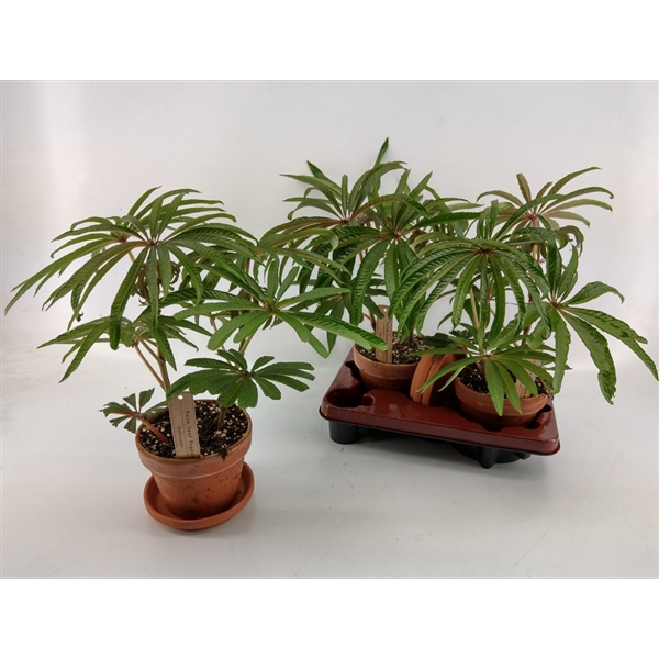 <h4>Begonia luxurians 16cm clay pot+saucer [Palm Begonia]</h4>