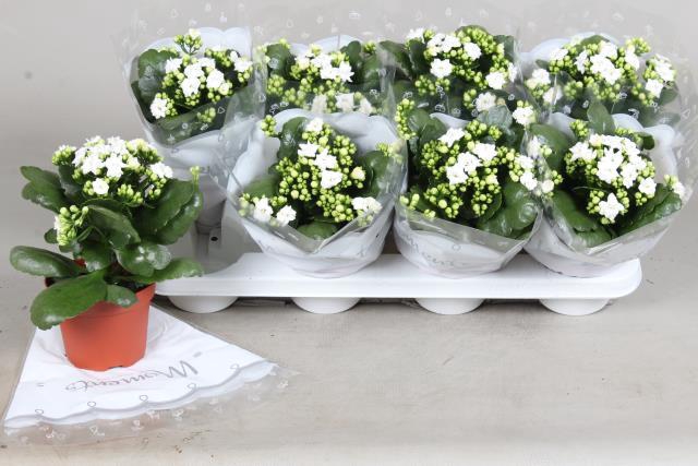 <h4>KALAN CALAN STELLAR WHITE</h4>